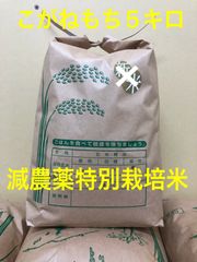 農家直送 令和7年産あきたこまち5キロ - メルカリ