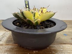 ブラックアンドブルー【BB】【ブルーダイヤモンド】【ピンク斑入り