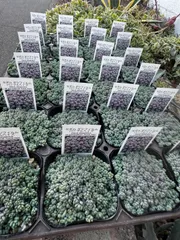 セダム  パープルヘイズ 2個セット