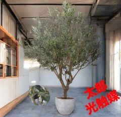 光触媒 人工観葉植物 ウォールグリーン フェイクグリーン オリーブ2.5