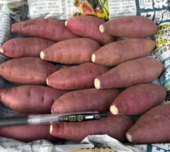 《農家直送》熟成！　紅はるか さつまいも　1kg＋α SSサイズ