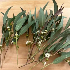 【限定1つのみ】ユーカリドライフラワー⑦