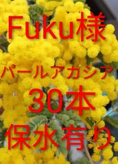 2026年ミモザアカシア 銀葉アカシア30本保水有り 追加1本100円 30