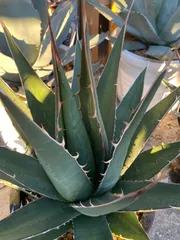 2026年最新】パープソラムの人気アイテム - メルカリ