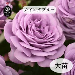 青系 バラ 大苗 カインダーブルー 四季咲き 大輪 いい香り - メルカリ