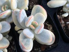 新入荷 ホワイトロータス Z2992×48苗 土鉢付き 多肉植物 アエオニウム