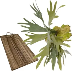 3world フェイクグリーン 観葉植物 ウッドプレート セット SW2085 ビカクシダコウモリラン ((ウッドプレート)コウモリラン)