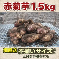 赤菊芋 1.5kg｜土付き 畑直送 不揃いサイズ｜生菊芋 根菜 種芋可 国産
