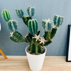 2026年最新】柱サボテン ブランチの人気アイテム - メルカリ
