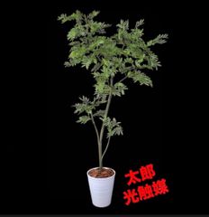 現品】超大株 ウォールムバンクシア ヲールムバンクシア（アエムーラ
