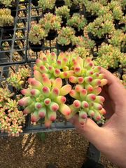 24株の抜き苗セット】ブルーサプライズ錦 多肉植物 佐川急便発送