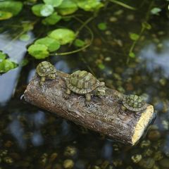 リアルな亀の置物中型カメ 茶色と黒の斑点模様 - メルカリ
