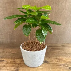 ★リメイク鉢★　コーヒーの木　プラスチックポット　現品　 Coffea arabica コーヒーノキ属　アカネ科  コーヒー  観葉植物 観葉 植物 インテリア プレゼント おしゃれ かわいい インテリア グリーン