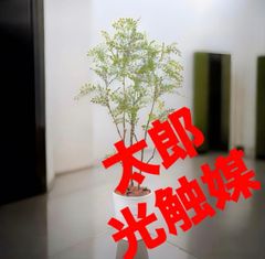 三角葉アカシア 大型 200cm❗花付き❗ 綺麗な樹形 シルバーリーフ 10号 三角葉アカシア 大型 200cm❗花付き❗ 綺麗な樹形 シルバーリーフ 10号