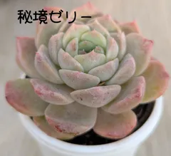 秘境ゼリー　多肉植物 抜き苗　B145