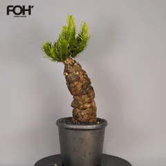 2026年最新】ムランジーナの人気アイテム - メルカリ