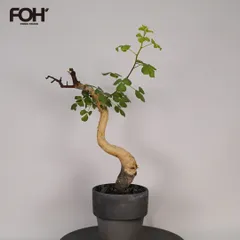 2026年最新】コミフォラの人気アイテム - メルカリ