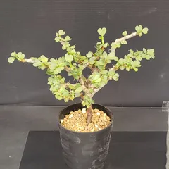 2026年最新】サルコカウロン バンデリエティアエの人気アイテム - メルカリ