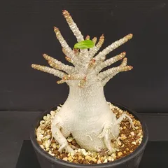 2026年最新】アデニウム ドワーフの人気アイテム - メルカリ