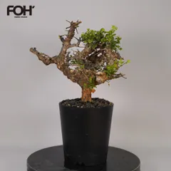 2026年最新】コミフォラの人気アイテム - メルカリ