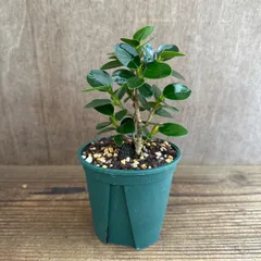 【サンプル】 コパンダ ガジュマル 1個 Ficus microcarpa 'Panda' dwarf イチジク属 多幸の木 幸せを呼ぶ木 観葉植物 観葉 植物 珍奇植物 珍奇 珍しい レア 希少 塊根植物 塊根 コーデックス インテリア プレゼント ギフト