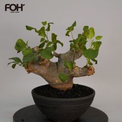 超希少 塊根植物 ねじれ幹 ユーカリ - メルカリ