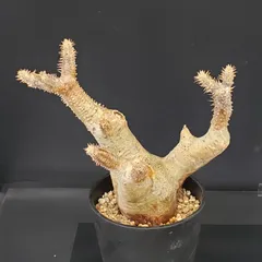 パキポディウム エニグマティクム エニグマチカム　現地球　グラキリス　発根済 2026年最新】エニグマティクムの人気アイテム - メルカリ