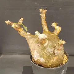 2026年最新】パキポディウム グラキリス 現地球の人気アイテム - メルカリ