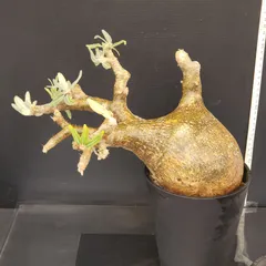 2026年最新】パキポディウム グラキリス 現地球の人気アイテム - メルカリ