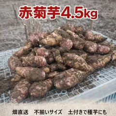 赤菊芋 4.5kg 大容量｜土付き 畑直送｜不揃い 家庭用・業務用