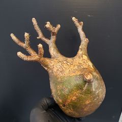 M403【自社養生株】パキポディウム マカイエンセ（現地球・発根株