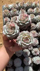 新発売　Z1754　キャプテン　50苗セット　土と根付き　多肉植物　エケベリア　韓国苗　サボテン　詰め合わせ　寄せ植え