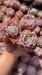 新発売　Z1755　シナー　50苗セット　土と根付き　多肉植物　エケベリア　韓国苗　サボテン　詰め合わせ　寄せ植え