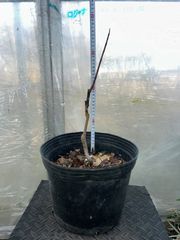 ポポー、NC1、約35cm - メルカリ