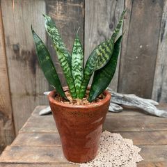 ALOE アロエ hyb 2株セット デザイン陶器鉢のまま発送 多肉 - メルカリ
