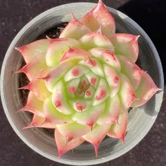 Y6　トスカネッリ　1株　第四種郵便にて発送　韓国苗　多肉植物　抜き苗　エケベリア 即購入可