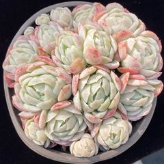 Y102 スイートハートミス 1株 第四種郵便にて発送 韓国苗 多肉植物