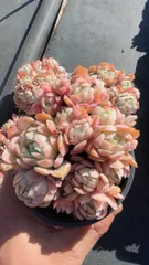 【24株の抜き苗セット】クリームベリー　多肉植物　佐川急便発送　エケベリア　韓国苗　Z1873