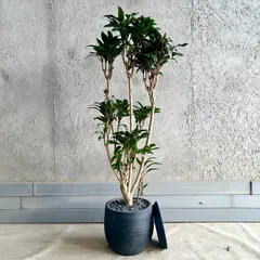 2026年最新】ドラセナ 赤の人気アイテム - メルカリ