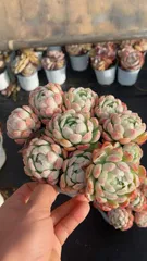 【15株の抜き苗セット】クリームベリー　多肉植物　佐川急便発送　エケベリア　韓国苗　Z1906