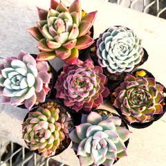 多肉植物 エケベリア 実生苗 7種セット om79 抜き苗