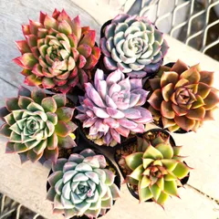 多肉植物 エケベリア  7種セット om80 抜き苗