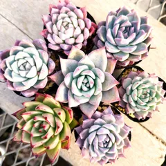 多肉植物 エケベリア コロラータタパルパ交配 7種セット 実生 抜き苗