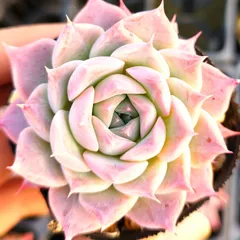 2026年最新】コロラータタパルパの人気アイテム - メルカリ