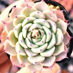 2026年最新】コロラータタパルパの人気アイテム - メルカリ