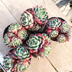 多肉植物 エケベリア 七福美尼 5苗セット 抜き苗