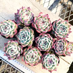 多肉植物 エケベリア 水蜜桃 10苗セット 抜き苗