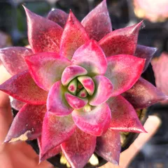 ぼのぼのさん多肉 コロラータタパルパ×(ザラ×チワ) 札付き・抜き苗