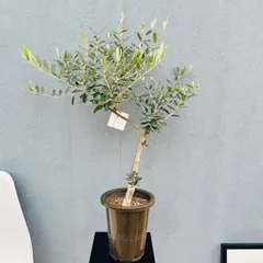 ［現品］※売約済※  おまとめ割引　☆初入荷☆ 29番　創樹　オリーブ　コレッジョラ　6号　観葉植物  おしゃれ　オリーブの木　souju  珍しいのサムネイル