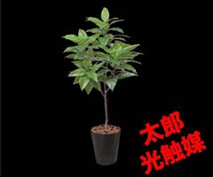 光触媒 人工観葉植物 ウォールグリーン フェイクグリーン カシワバゴム